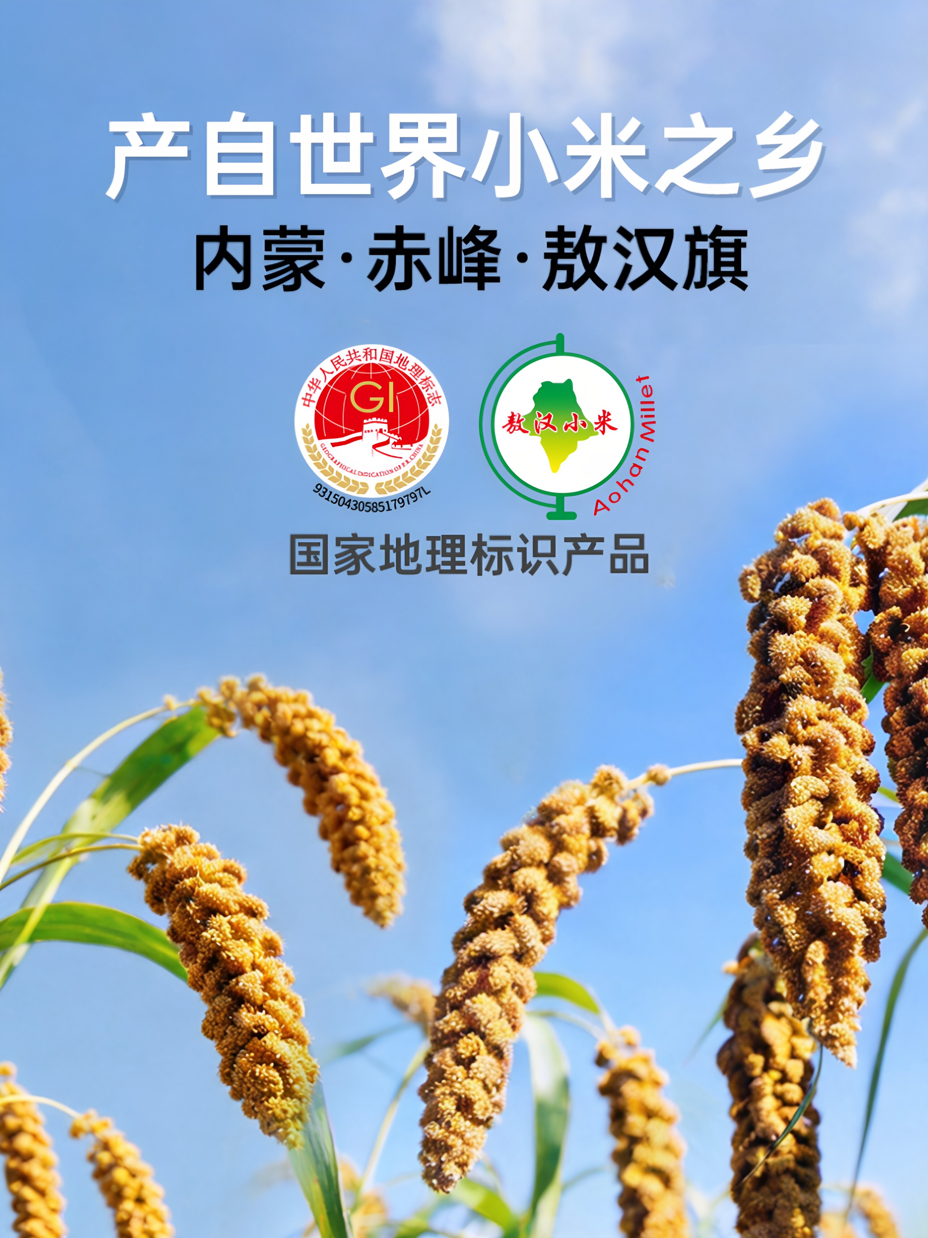 敖汉黄小米 · 详情图 5